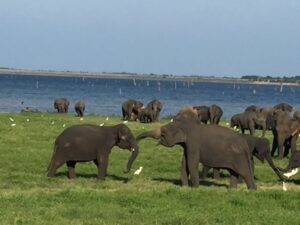 Elephants