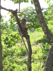 Monkey in a tree