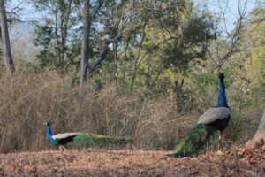 peacocks