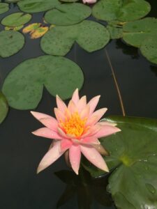 lotus flower